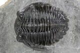 Detailed Hollardops Trilobite Fossil - Excellent Eyes #359501-3